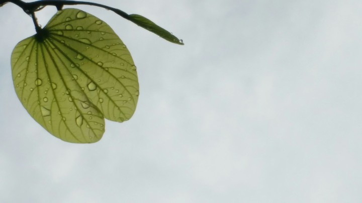 droplets on budding leaf