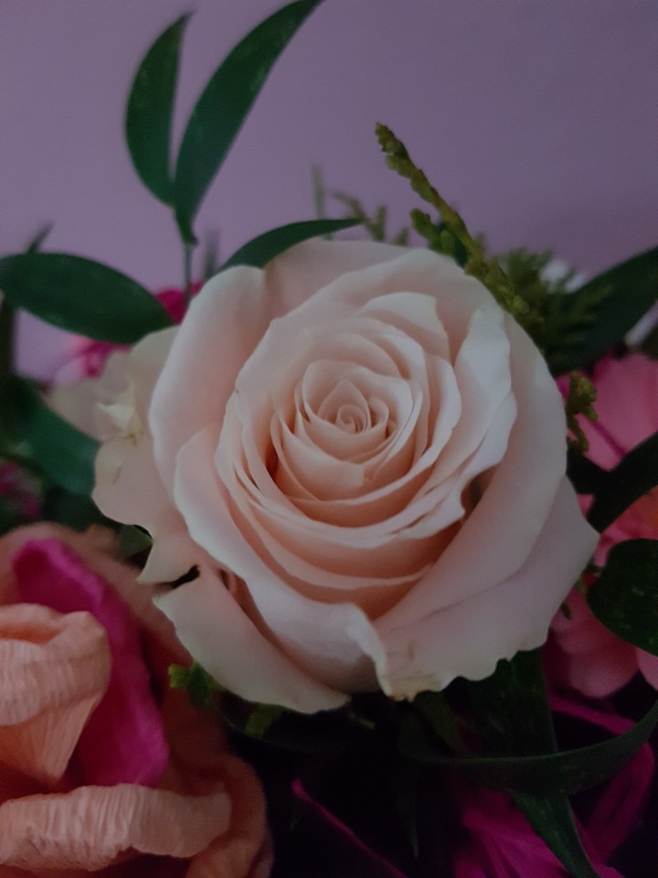 lady Rose in Pink