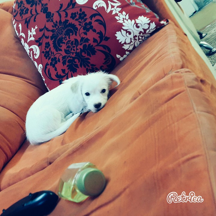 my dog
