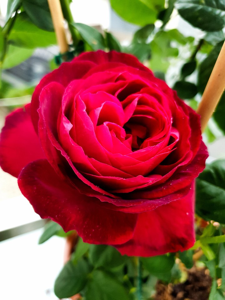 Das Herz der Rose