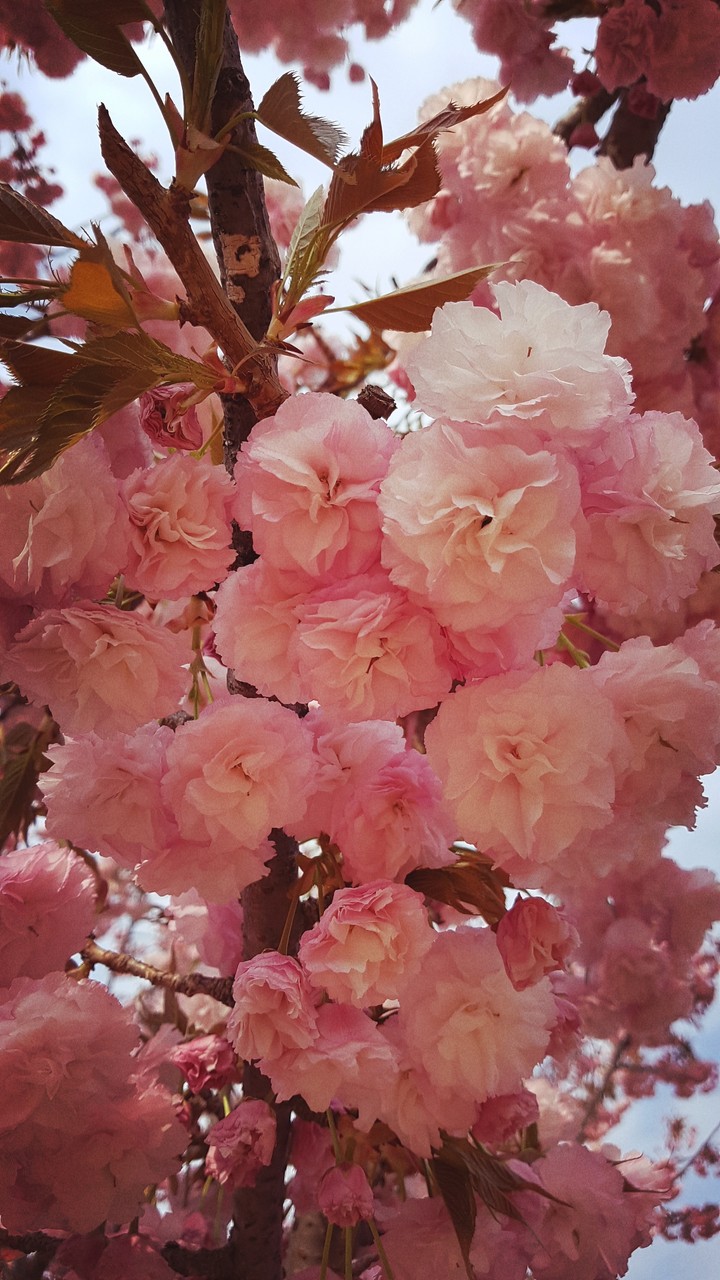 벚꽃