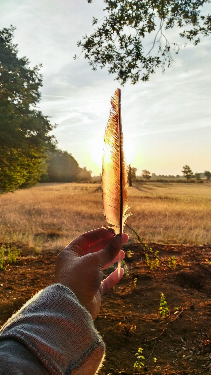 feather in Sun