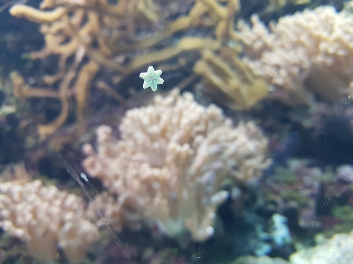 Starfish