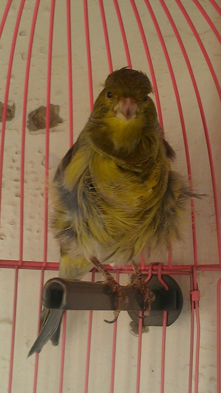 canary
