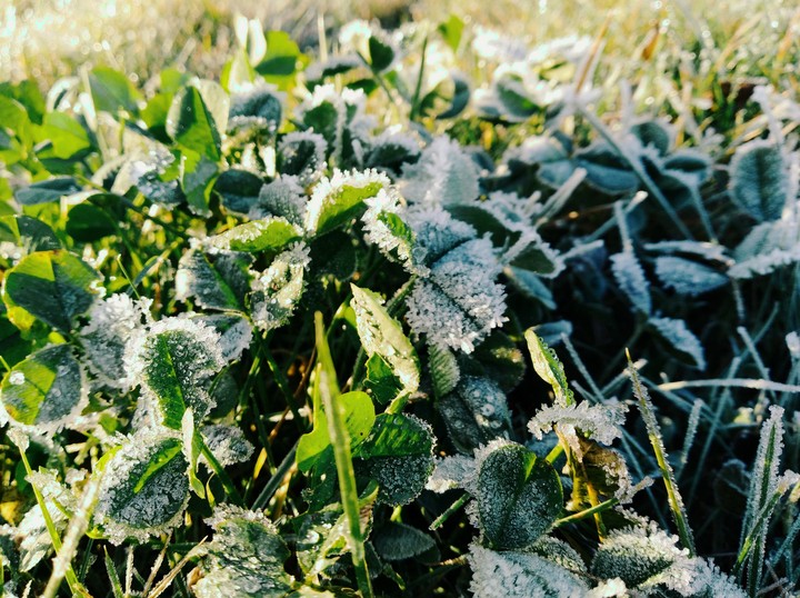 Frost on leaves