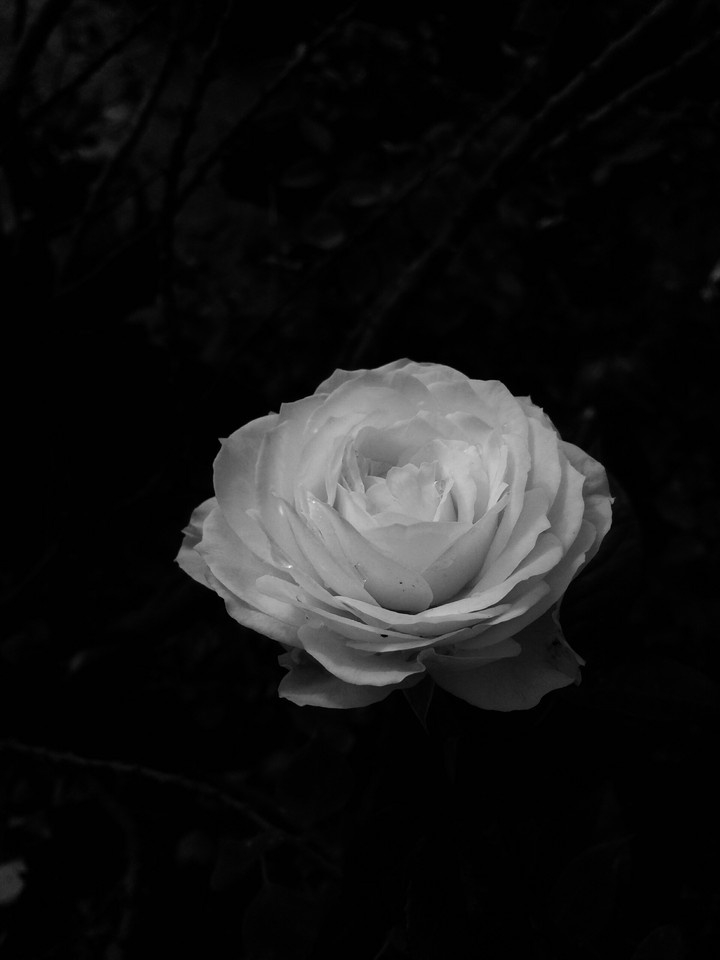 roze