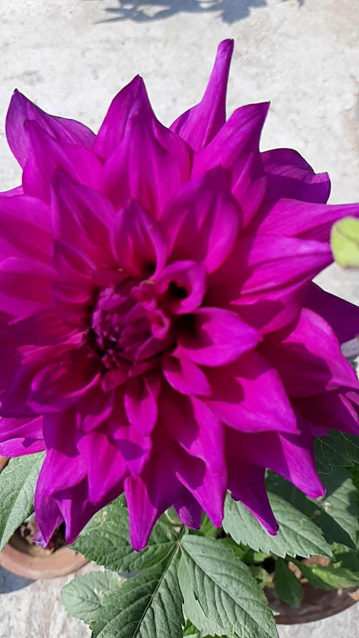 Purple Daheliya