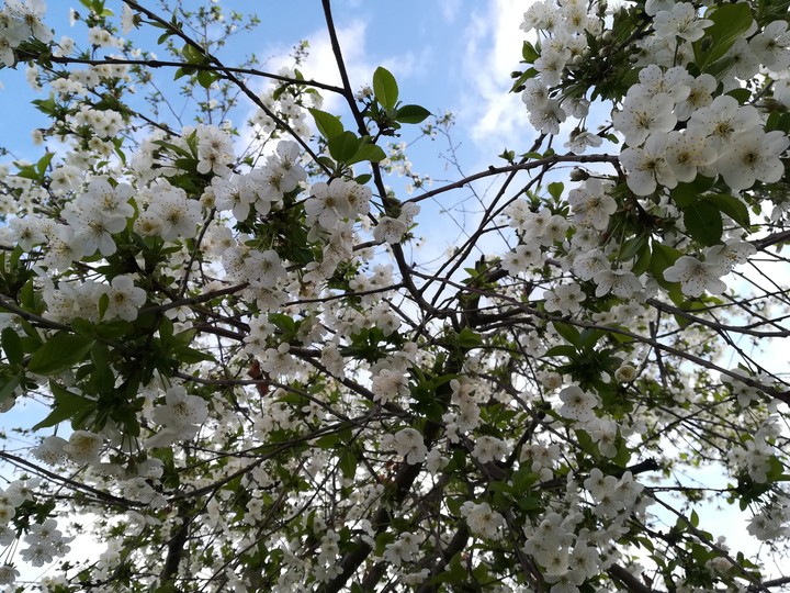 Spring