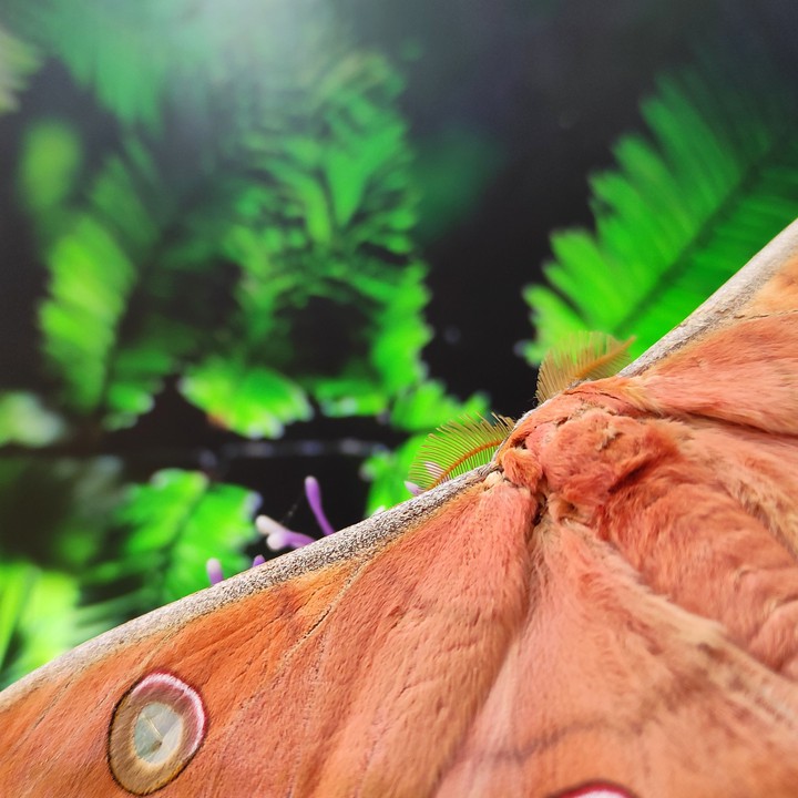 japanese butterfly