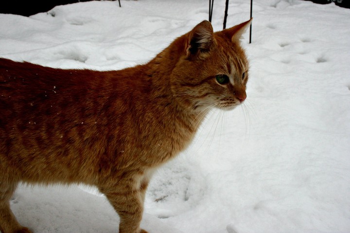 Кот