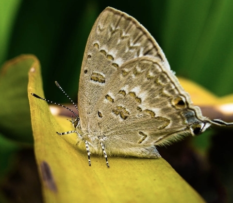обои butterfly, closeup