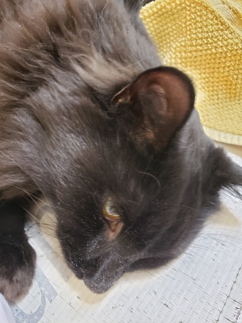 snout, felidae वॉलपेपर