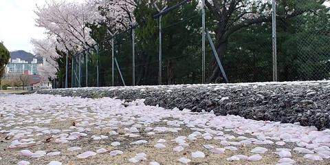 벗꽃