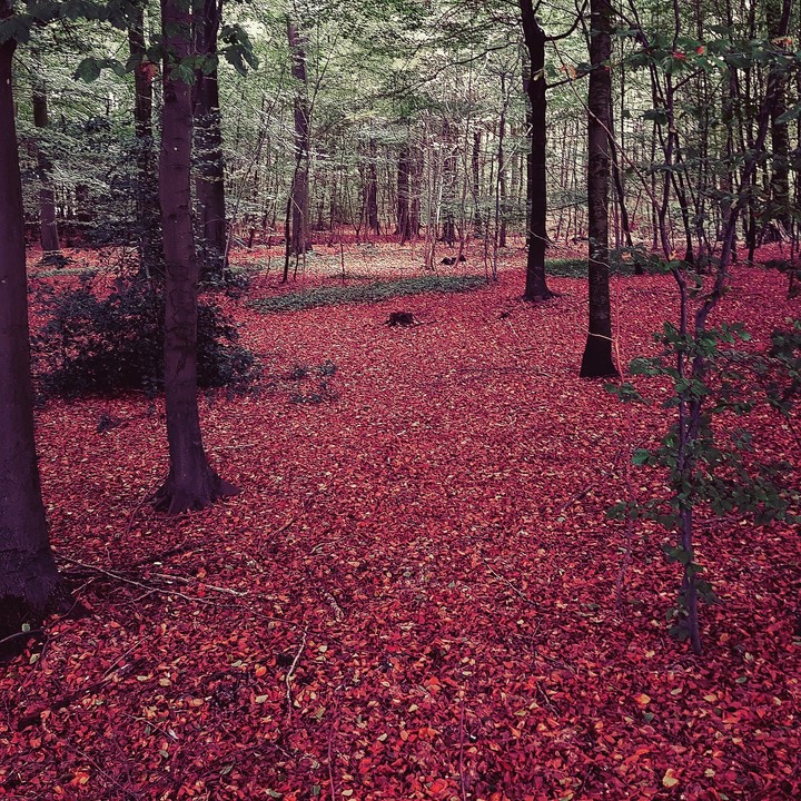 red autumn