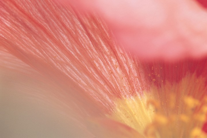Beautiful Flowers