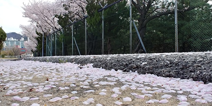 벗꽃