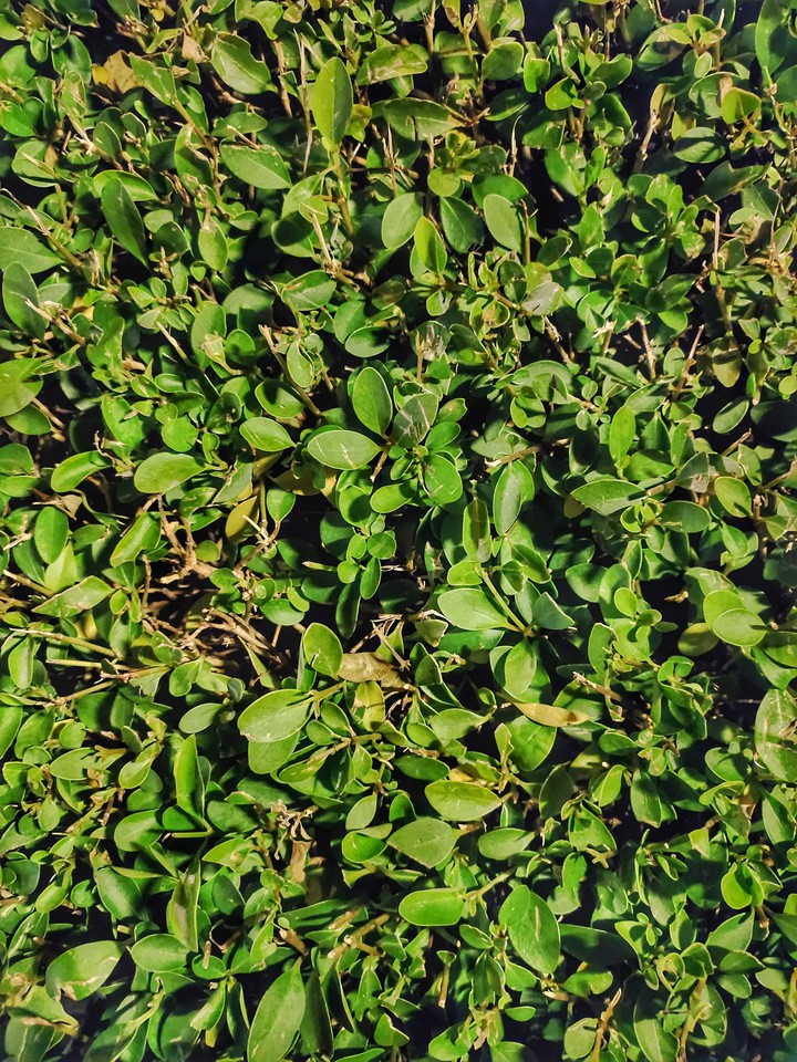 Green Leaves