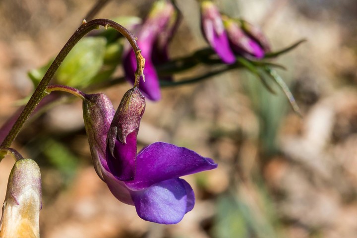 purple flowers