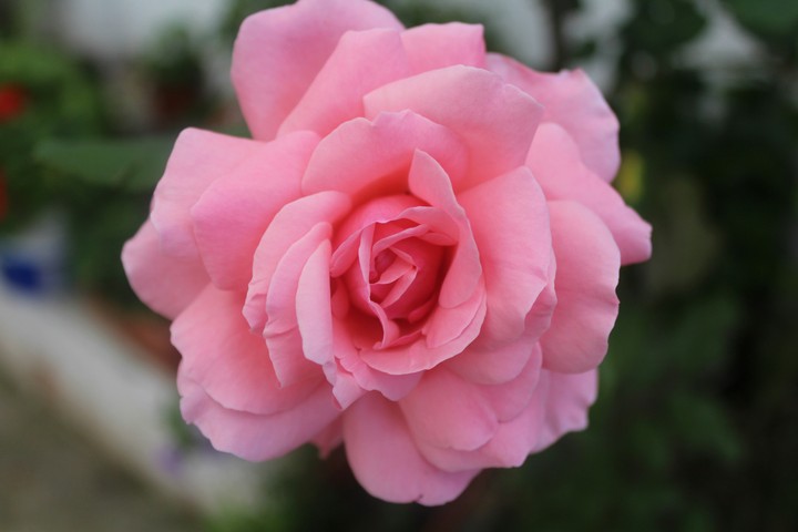 rose