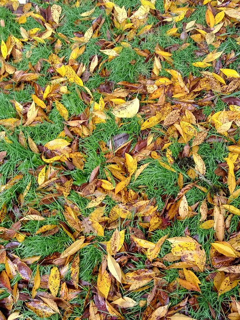 leaves