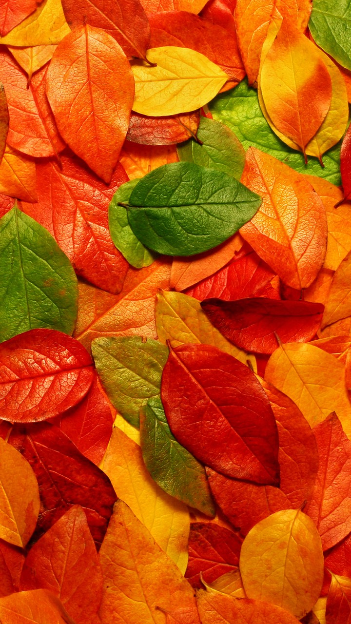 Tree leaves