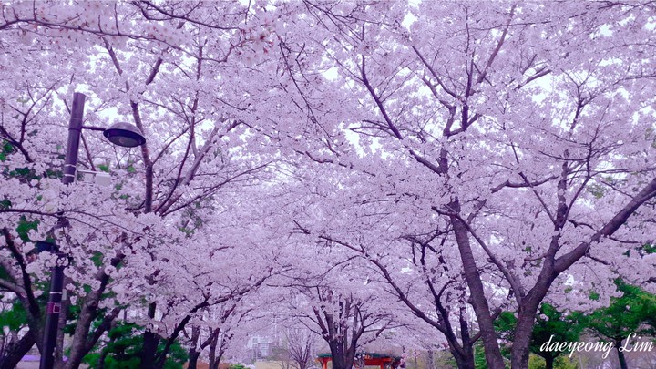 DY...spring