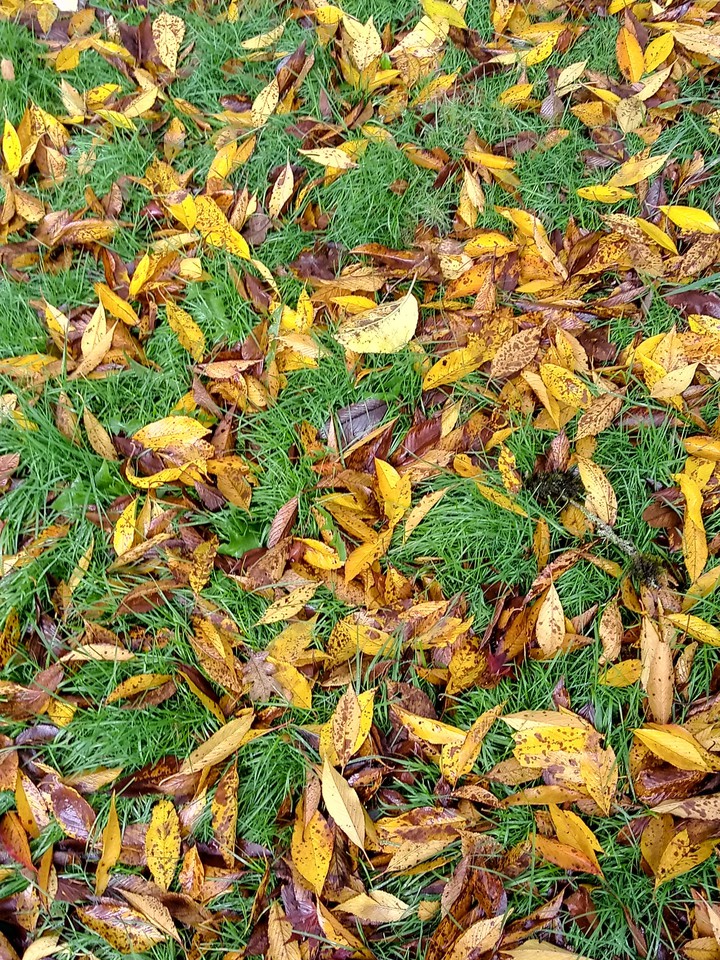leaves