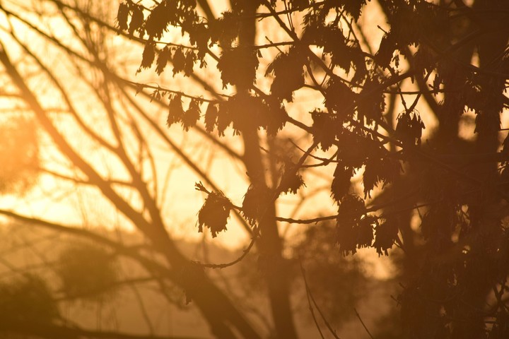 Golden Sunset II
