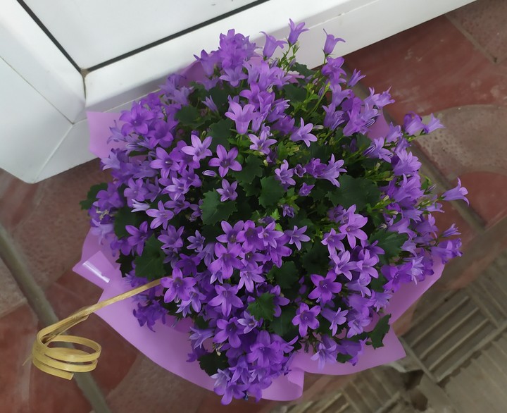 violet