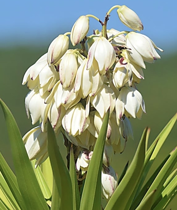 sfondi petal, pedicel