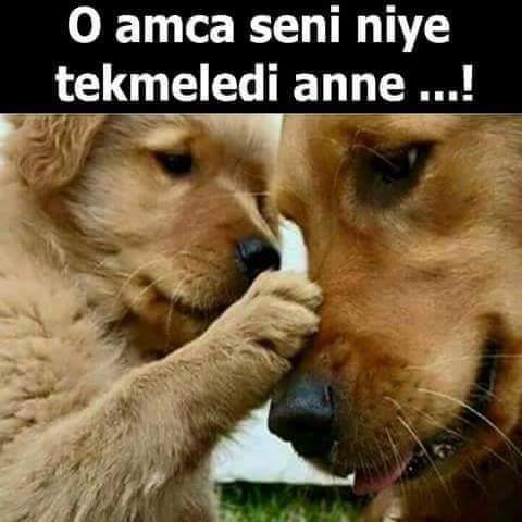 don't animal