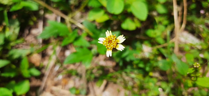 Floating Flower