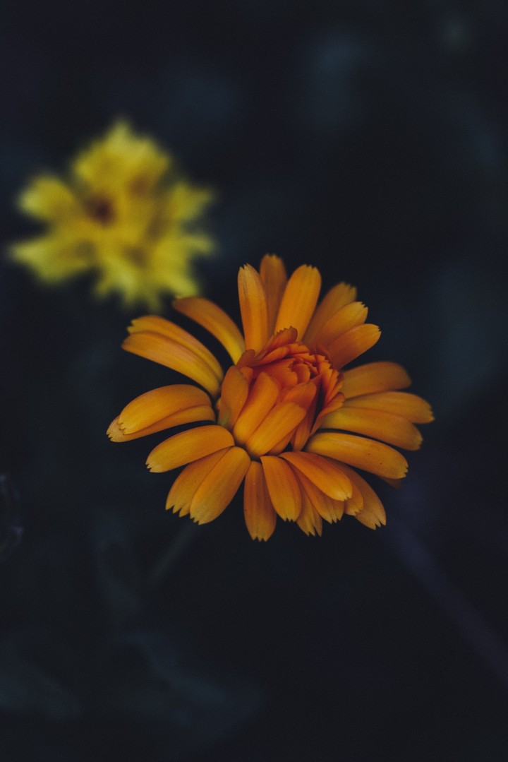 Beautiful flower