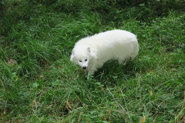 chien viverrin