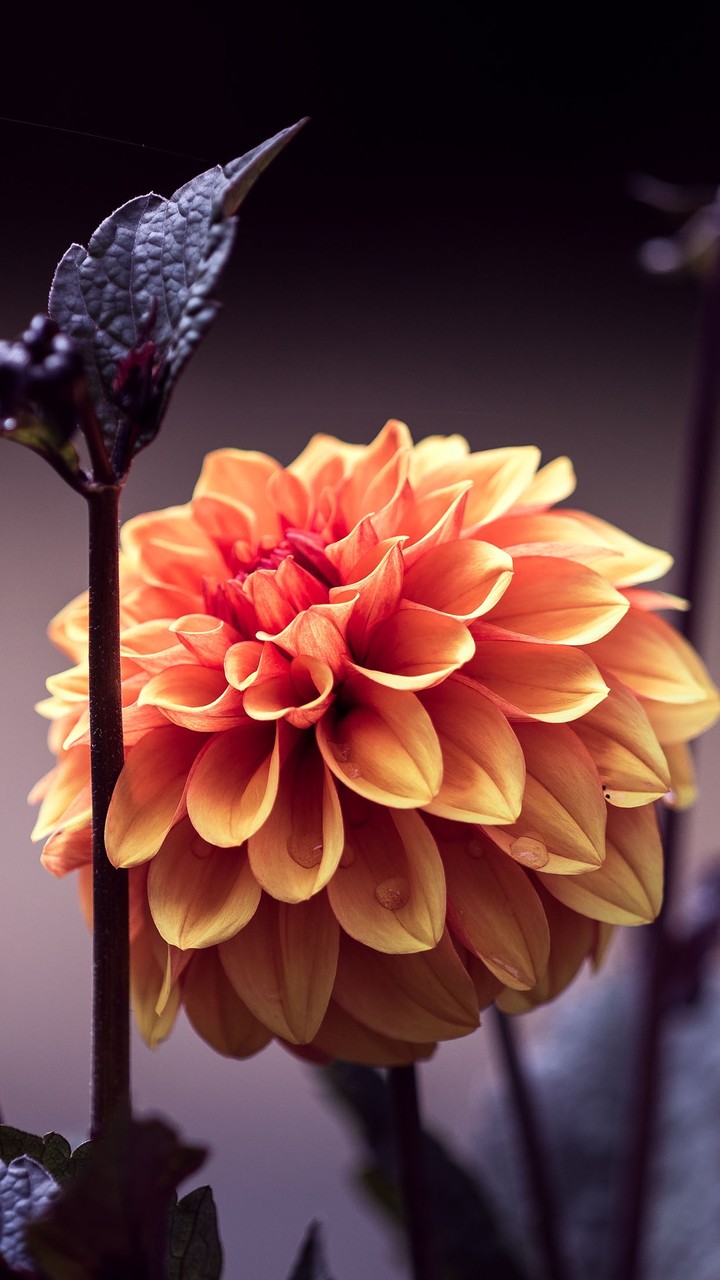 Orange Dahlia