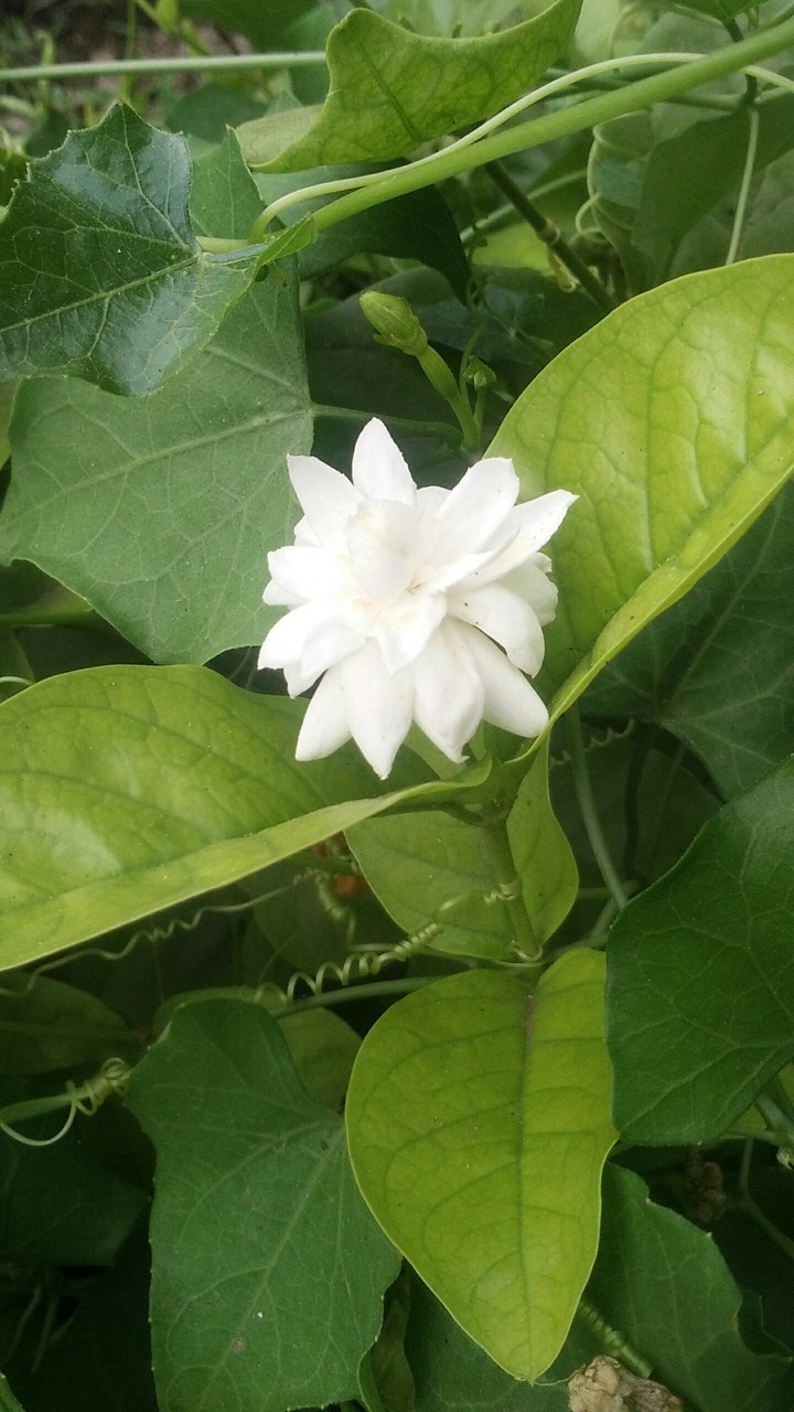 flawar
