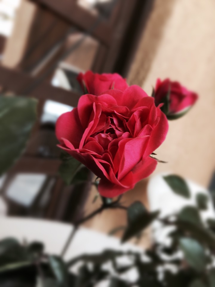 red flower