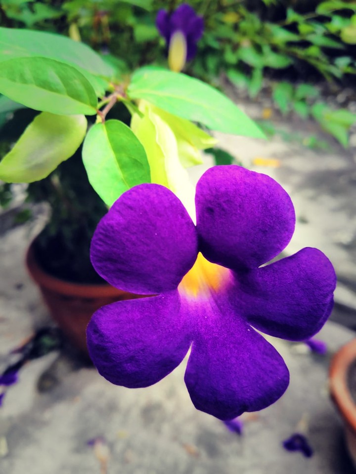 flower