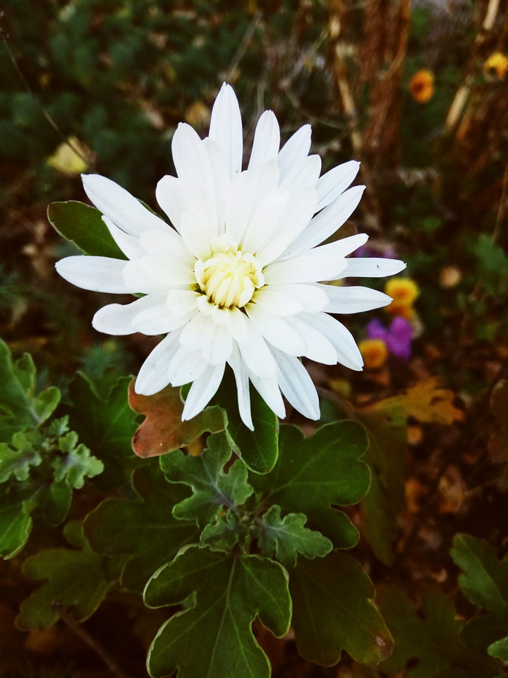 flower