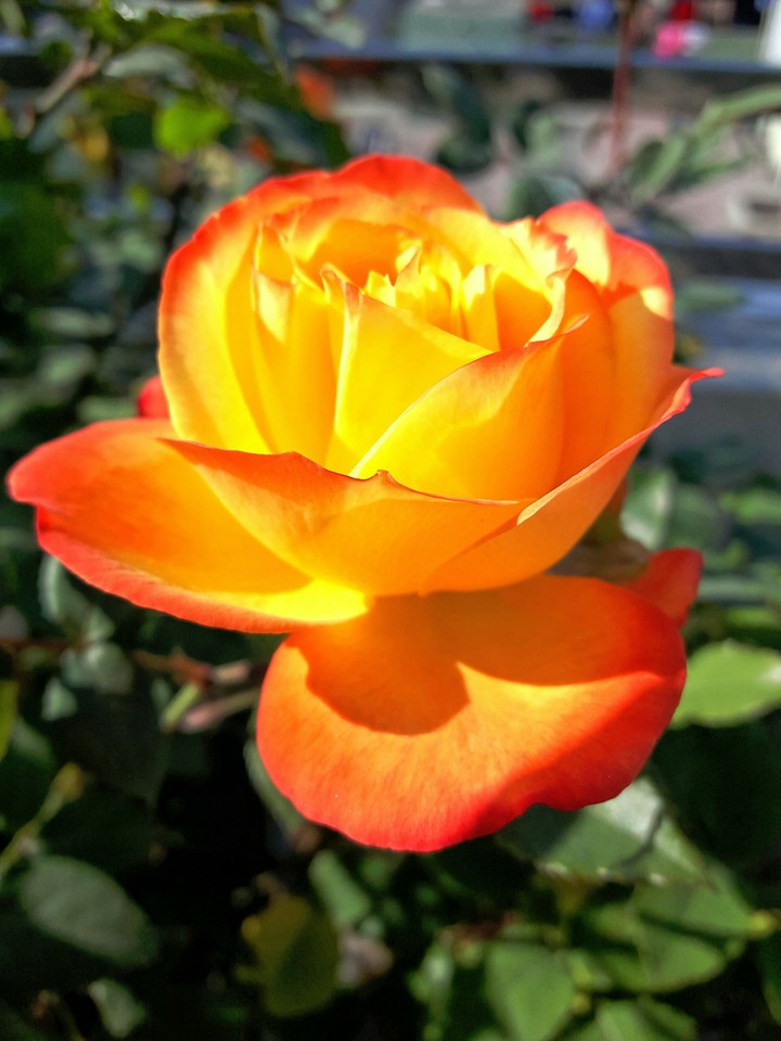 rose