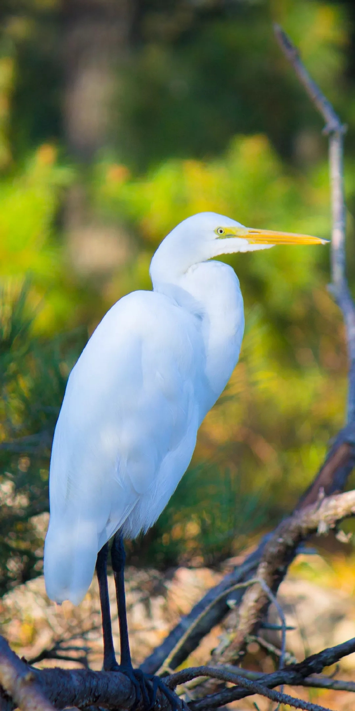 Birds