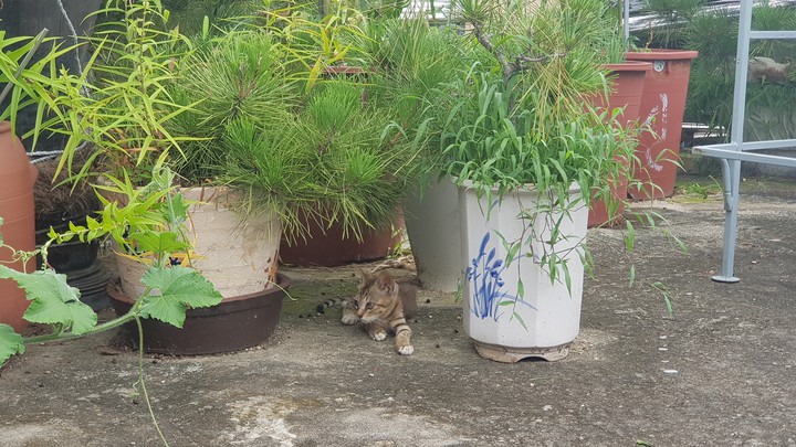 cat