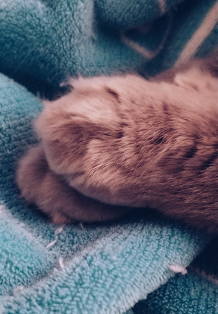 contented kitty