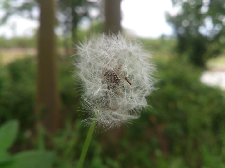 Dandelion
