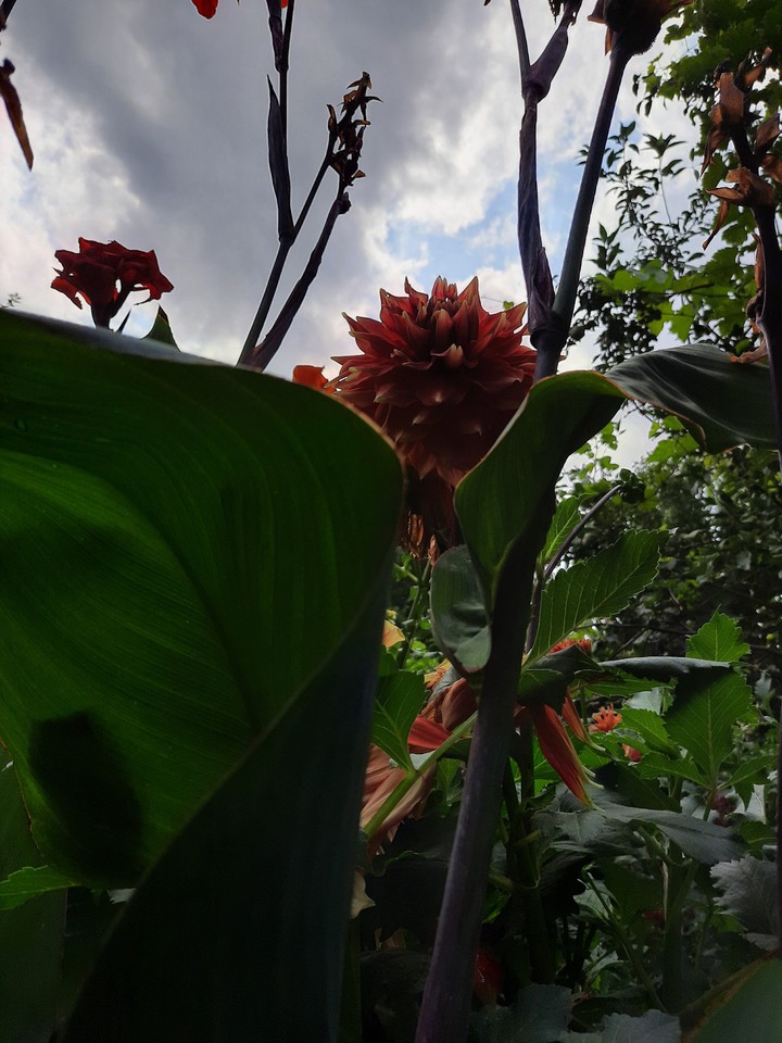 flowers