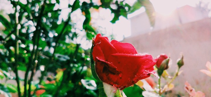 after rain  rose  still