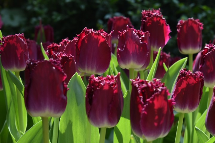 Tulip