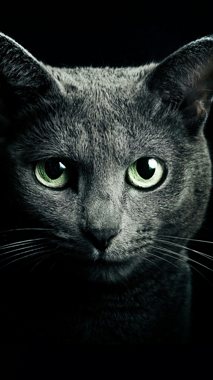 Cats