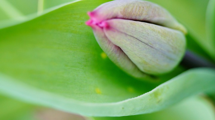 Growing Flower