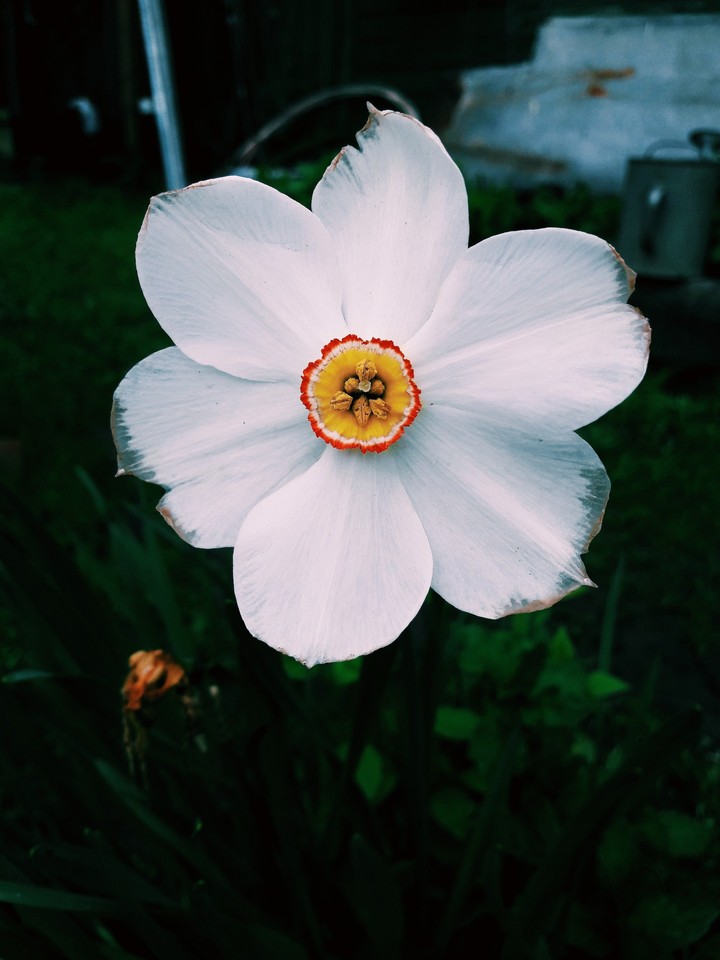 narcissus